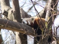 Schlafender Roter Panda