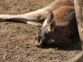 Schlafendes Kanguru