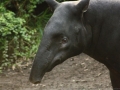 Kopf des Tapirs