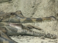 Krokodil erzählt Kroko-Witz