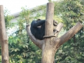 Nickerchen beim Schimpansen