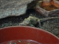 Kleines Reptil mit großem Hunger