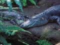 Gondwanaland Krokodile