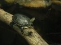 Parkour-Schildkröte