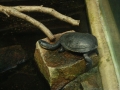 Schildkröte mit sehr langem Hals