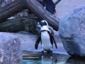 Badezeit für die Pingus