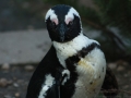 Pinguin vom Nahen